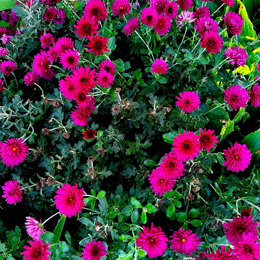 Meet your Posher, Annette